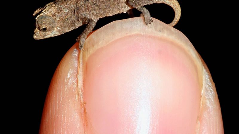 Brookesia micra, endemico del Madagascar. Fotografia dell'autore, utilizzata con il suo permesso.